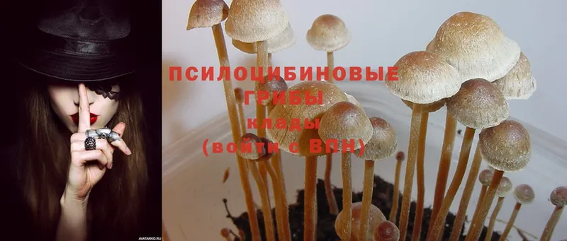 где купить наркоту  Киреевск  ОМГ ОМГ   Галлюциногенные грибы Psilocybine cubensis 